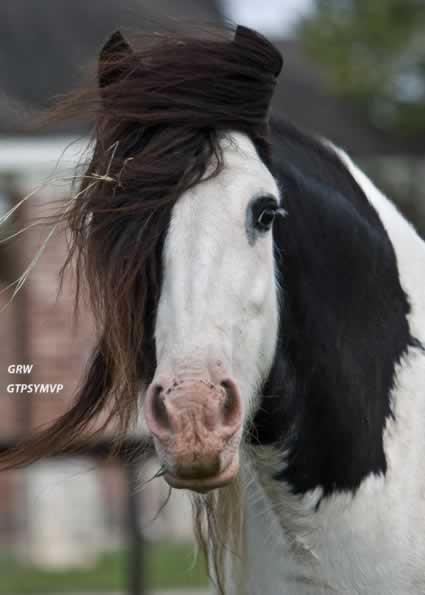 Gypsy Horse for Sale | Mare | Aurora